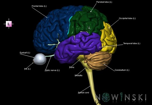 G2.T1-26.V2.C2.L1.CNS–Visual system