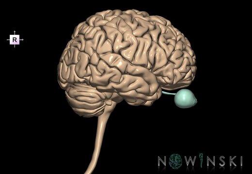 G2.T1-26.V4.C1.L0.CNS–Visual system