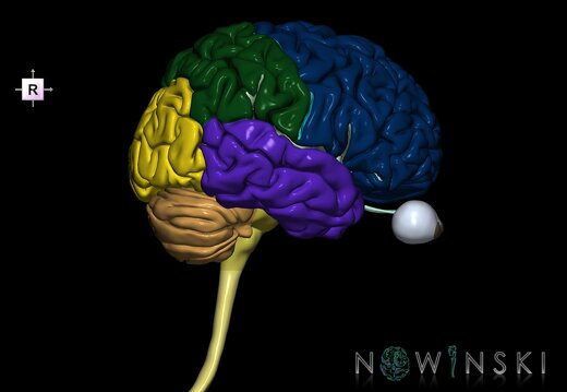 G2.T1-26.V4.C2.L0.CNS–Visual system