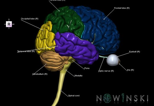 G2.T1-26.V4.C2.L1.CNS–Visual system