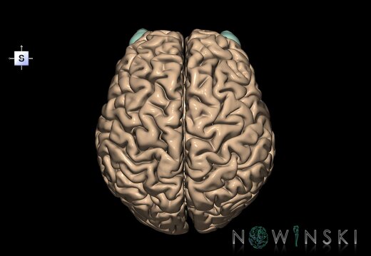 G2.T1-26.V5.C1.L0.CNS–Visual system