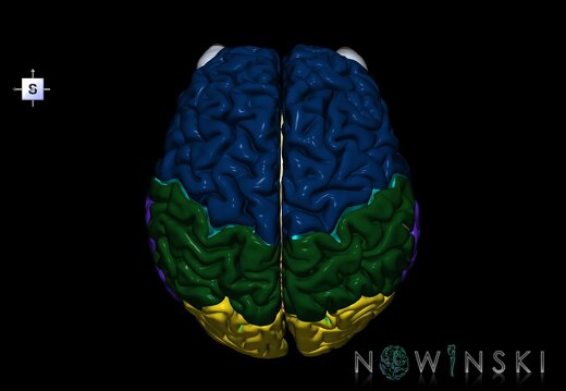 G2.T1-26.V5.C2.L0.CNS–Visual system