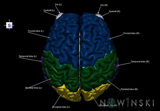 G2.T1-26.V5.C2.L1.CNS–Visual system