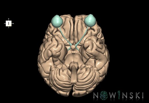 G2.T1-26.V6.C1.L0.CNS–Visual system