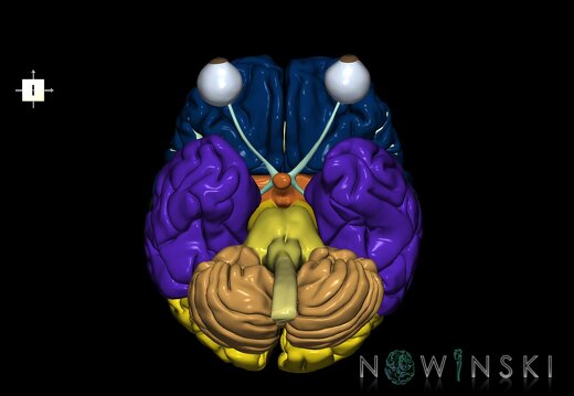 G2.T1-26.V6.C2.L0.CNS–Visual system
