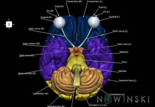 G2.T1-26.V6.C2.L1.CNS–Visual system