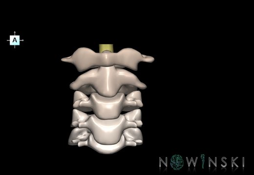 G2.T10-23.V1.C2.L0.Cervical spinal cord–Cervical spine