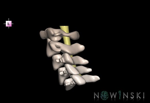 G2.T10-23.V2.C2.L0.Cervical spinal cord–Cervical spine