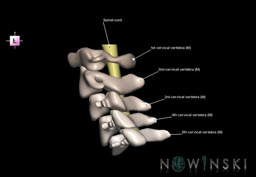 G2.T10-23.V2.C2.L1.Cervical spinal cord–Cervical spine