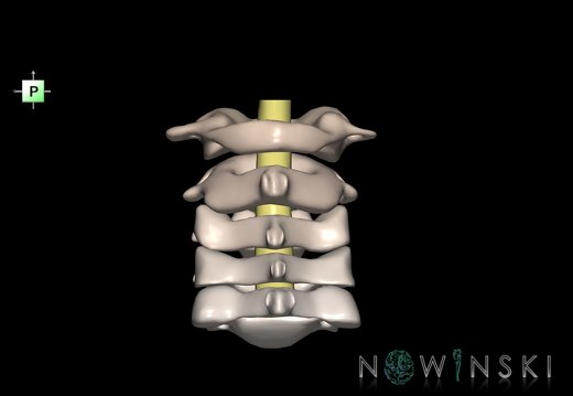 G2.T10-23.V3.C2.L0.Cervical spinal cord–Cervical spine