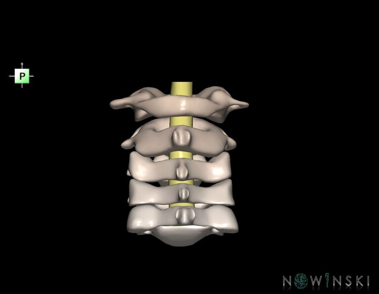 G2.T10-23.V3.C2.L0.Cervical_spinal_cord–Cervical_spine.tiff