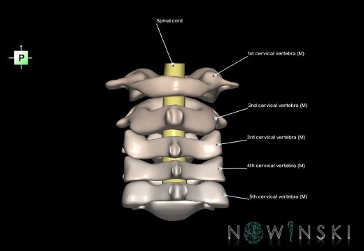 G2.T10-23.V3.C2.L1.Cervical spinal cord–Cervical spine