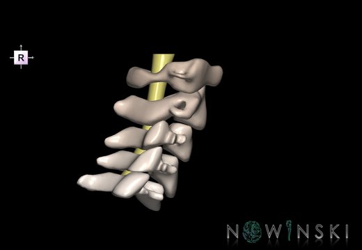 G2.T10-23.V4.C2.L0.Cervical spinal cord–Cervical spine
