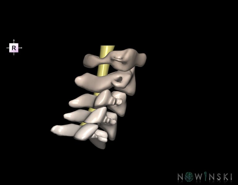 G2.T10-23.V4.C2.L0.Cervical_spinal_cord–Cervical_spine.tiff