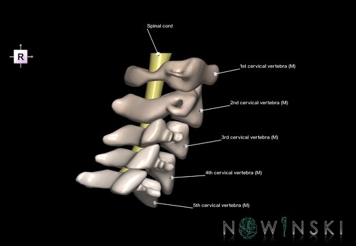 G2T10-23.Cervical spinal cord-Cervical spine