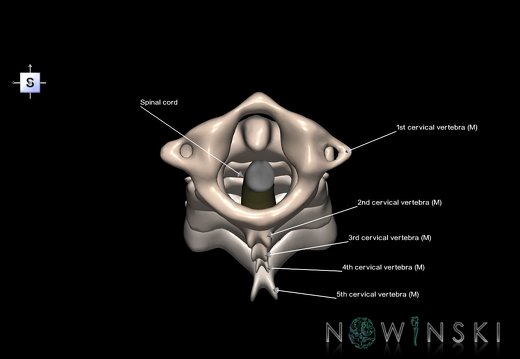 G2.T10-23.V5.C2.L1.Cervical spinal cord–Cervical spine
