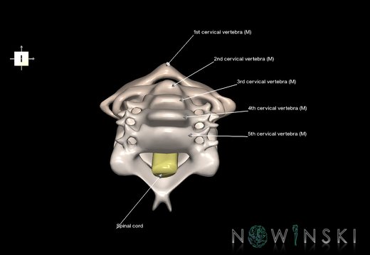 G2.T10-23.V6.C2.L1.Cervical spinal cord–Cervical spine