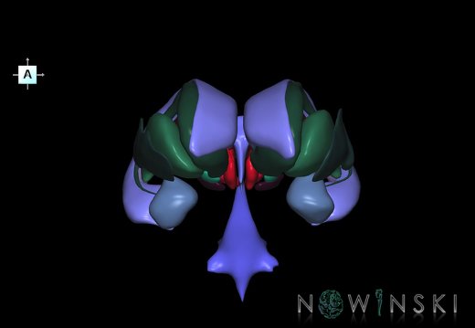 G2.T11.1-12.V1.C2.L0.Deep nuclei all–Cerebral ventricles