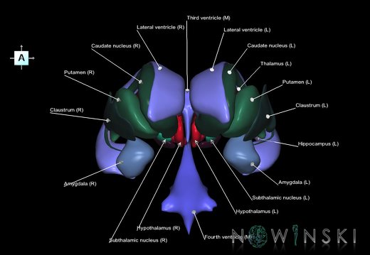 G2.T11.1-12.V1.C2.L1.Deep nuclei all–Cerebral ventricles