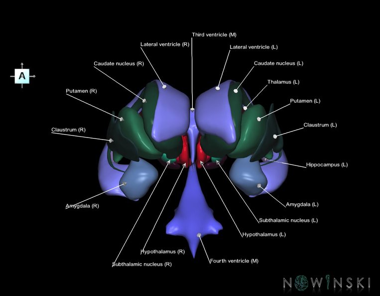 G2.T11.1-12.V1.C2.L1.Deep_nuclei_all–Cerebral_ventricles.tiff