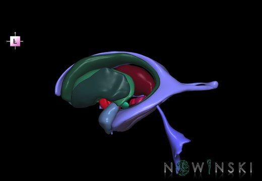 G2.T11.1-12.V2.C2.L0.Deep nuclei all–Cerebral ventricles