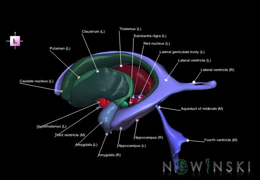 G2.T11.1-12.V2.C2.L1.Deep nuclei all–Cerebral ventricles