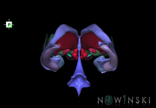 G2.T11.1-12.V3.C2.L0.Deep nuclei all–Cerebral ventricles