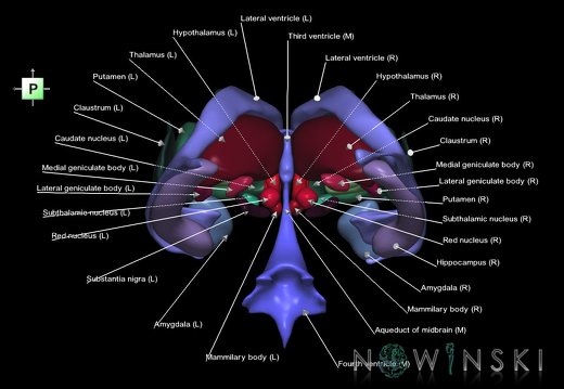 G2T11.1-12.DeepNucleiAll-CerebralVentricles