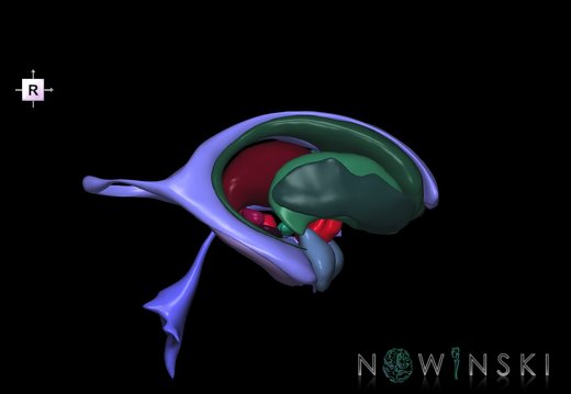 G2.T11.1-12.V4.C2.L0.Deep nuclei all–Cerebral ventricles
