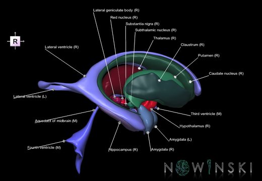 G2.T11.1-12.V4.C2.L1.Deep nuclei all–Cerebral ventricles