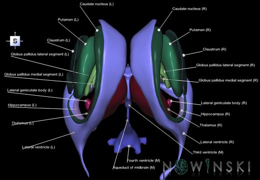 G2.T11.1-12.V5.C2.L1.Deep nuclei all–Cerebral ventricles