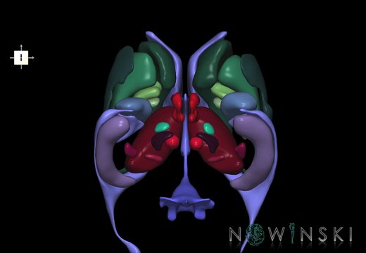 G2.T11.1-12.V6.C2.L0.Deep nuclei all–Cerebral ventricles