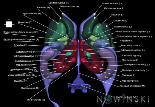 G2.T11.1-12.V6.C2.L1.Deep nuclei all–Cerebral ventricles