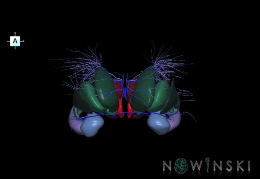 G2.T11.1-16.6.V1.C2.L0.Deep nuclei all–Deep cerebral veins