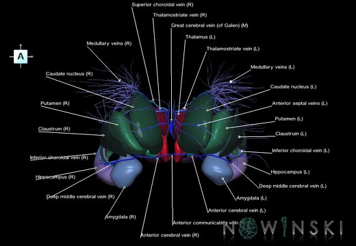 G2.T11.1-16.6.V1.C2.L1.Deep nuclei all–Deep cerebral veins