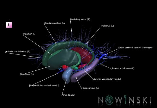G2.T11.1-16.6.V2.C2.L1.Deep nuclei all–Deep cerebral veins