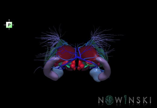 G2.T11.1-16.6.V3.C2.L0.Deep nuclei all–Deep cerebral veins