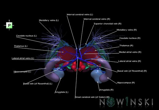 G2.T11.1-16.6.V3.C2.L1.Deep nuclei all–Deep cerebral veins
