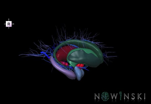 G2.T11.1-16.6.V4.C2.L0.Deep nuclei all–Deep cerebral veins