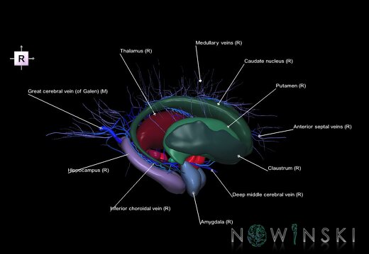 G2.T11.1-16.6.V4.C2.L1.Deep nuclei all–Deep cerebral veins