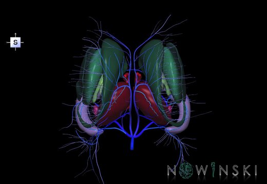 G2.T11.1-16.6.V5.C2.L0.Deep nuclei all–Deep cerebral veins