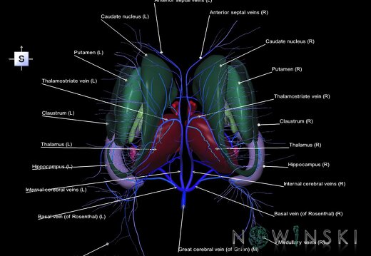 G2.T11.1-16.6.V5.C2.L1.Deep nuclei all–Deep cerebral veins