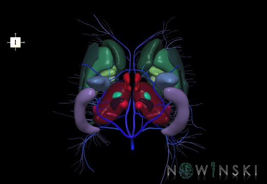 G2.T11.1-16.6.V6.C2.L0.Deep nuclei all–Deep cerebral veins