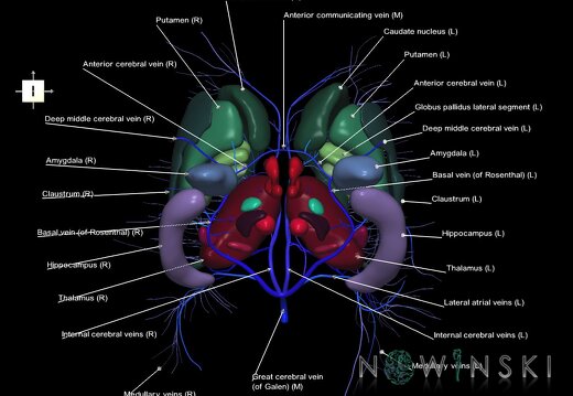 G2.T11.1-16.6.V6.C2.L1.Deep nuclei all–Deep cerebral veins