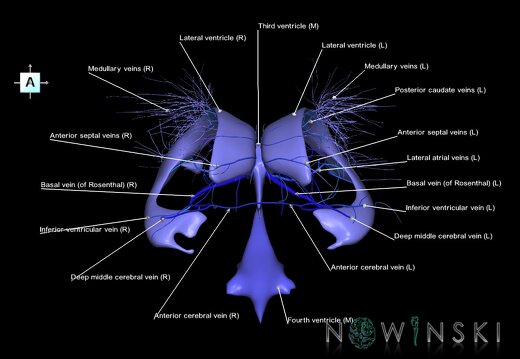 G2.T12-16.6.V1.C2.L1.Cerebral ventricles-Deep cerebral veins