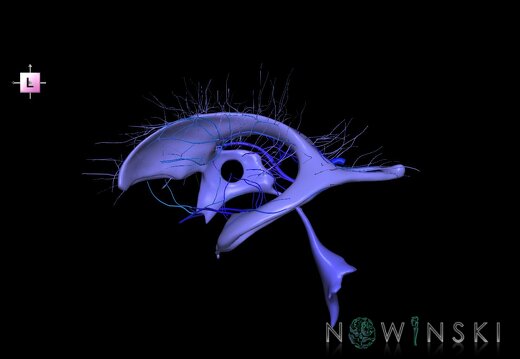 G2.T12-16.6.V2.C2.L0.Cerebral ventricles-Deep cerebral veins