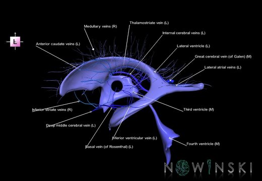 G2T12-16.6.CerebralVentricles-DeepCerebralVeins