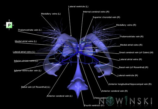 G2.T12-16.6.V3.C2.L1.Cerebral ventricles-Deep cerebral veins