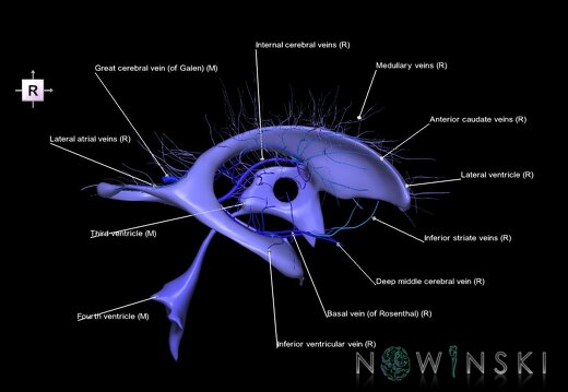 G2.T12-16.6.V4.C2.L1.Cerebral ventricles-Deep cerebral veins