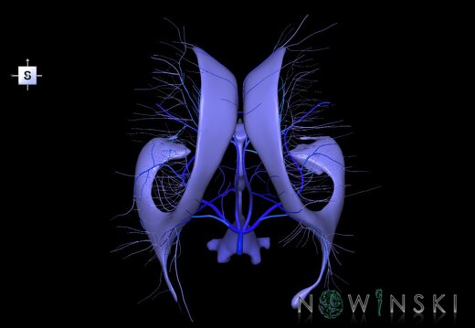 G2.T12-16.6.V5.C2.L0.Cerebral ventricles-Deep cerebral veins
